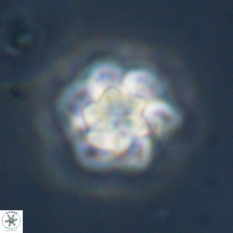Olladiscoaster perplexus 32582