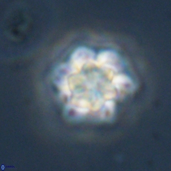 Olladiscoaster perplexus 32583