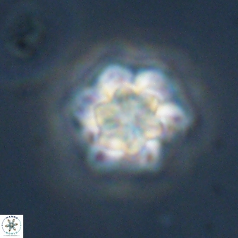 Olladiscoaster perplexus 32583