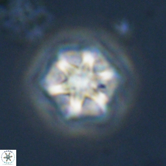 Olladiscoaster perplexus 32585