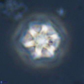 Olladiscoaster perplexus 32586