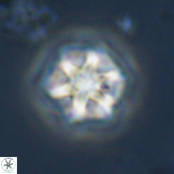 Olladiscoaster perplexus 32586