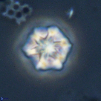 Olladiscoaster perplexus 32587