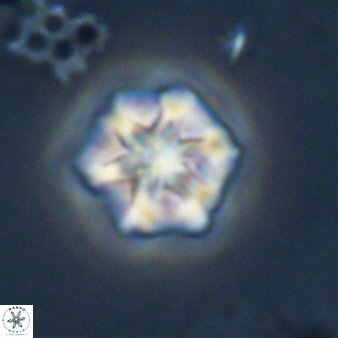 Olladiscoaster perplexus 32587