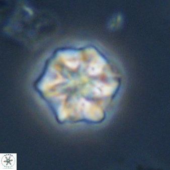 Olladiscoaster perplexus 32588