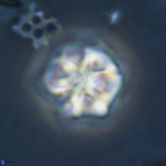 Olladiscoaster perplexus 32589