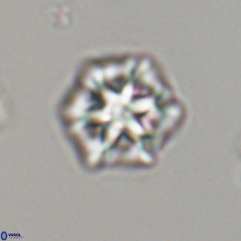 Olladiscoaster perplexus 32591