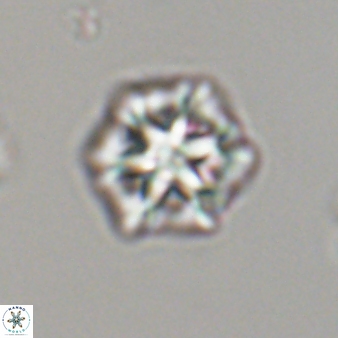 Olladiscoaster perplexus 32591