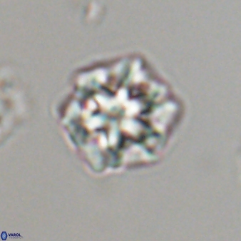 Olladiscoaster perplexus 32593