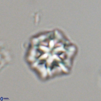 Olladiscoaster perplexus 32594