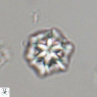 Olladiscoaster perplexus 32594