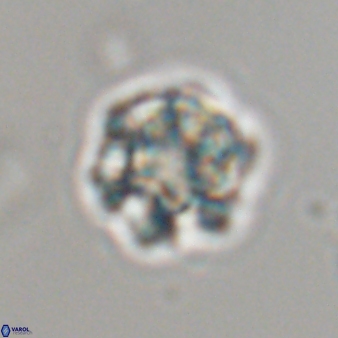 Olladiscoaster perplexus 32595