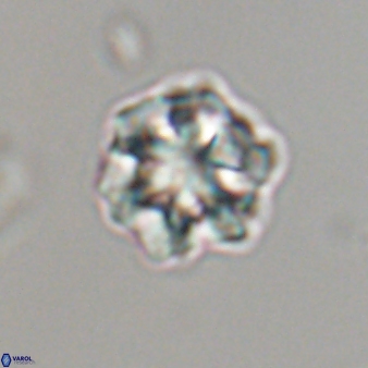 Olladiscoaster perplexus 32596