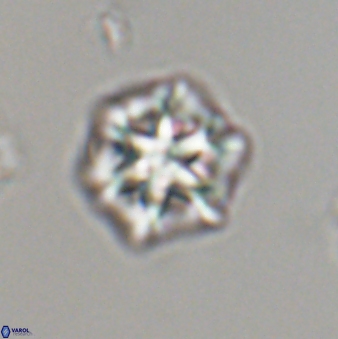 Olladiscoaster perplexus 32597