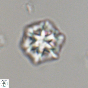 Olladiscoaster perplexus 32597