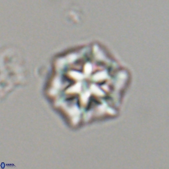 Olladiscoaster perplexus 32598