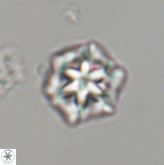 Olladiscoaster perplexus 32598