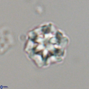 Olladiscoaster perplexus 32599