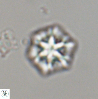 Olladiscoaster perplexus 32600