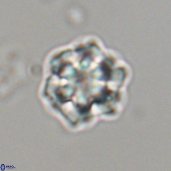 Olladiscoaster perplexus 32602