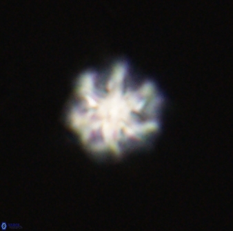 Olladiscoaster perplexus 32604