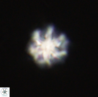 Olladiscoaster perplexus 32604