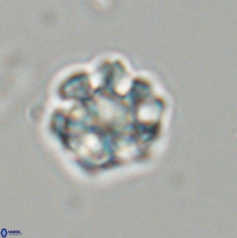 Olladiscoaster perplexus 32605