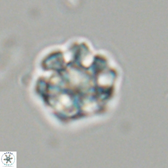 Olladiscoaster perplexus 32605