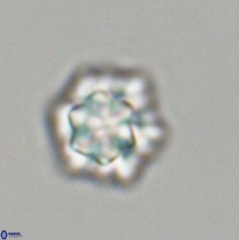 Olladiscoaster perplexus 32606