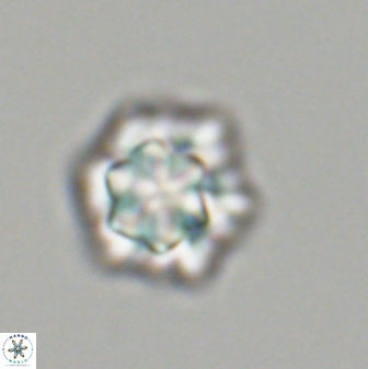 Olladiscoaster perplexus 32606