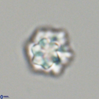 Olladiscoaster perplexus 32607