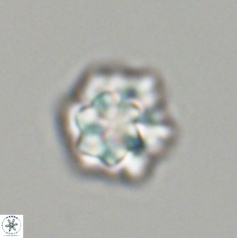 Olladiscoaster perplexus 32607