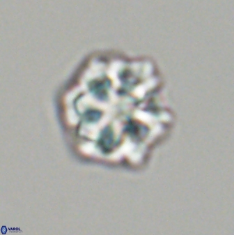 Olladiscoaster perplexus 32608