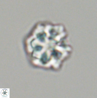 Olladiscoaster perplexus 32608