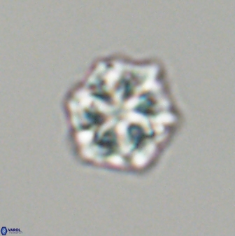 Olladiscoaster perplexus 32609