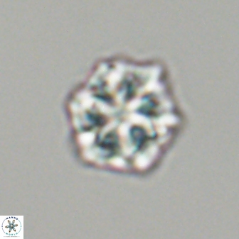 Olladiscoaster perplexus 32609