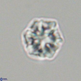 Olladiscoaster perplexus 32610