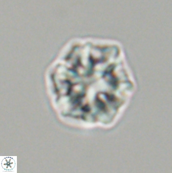 Olladiscoaster perplexus 32610