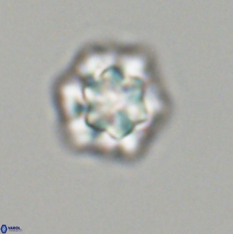 Olladiscoaster perplexus 32611