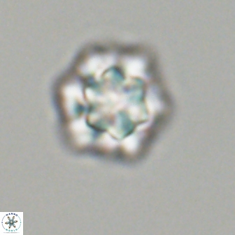 Olladiscoaster perplexus 32611