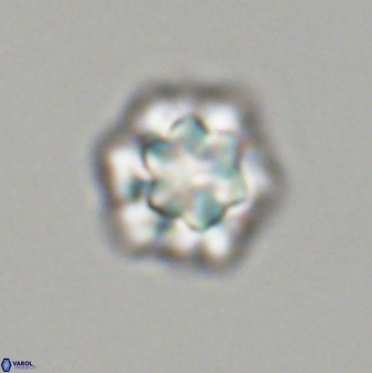 Olladiscoaster perplexus 32612