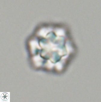 Olladiscoaster perplexus 32612