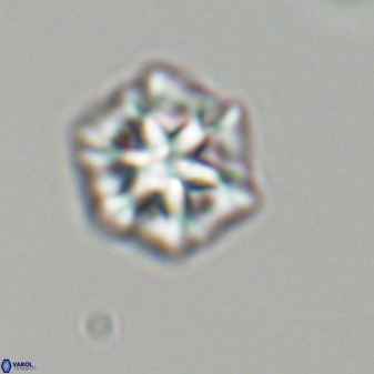 Olladiscoaster perplexus 32613