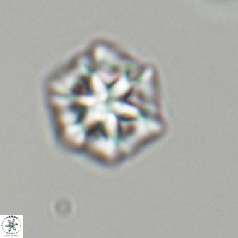 Olladiscoaster perplexus 32613
