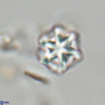 Olladiscoaster perplexus 32672