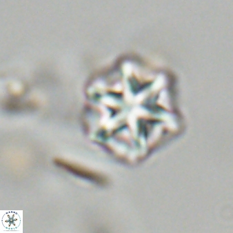 Olladiscoaster perplexus 32672