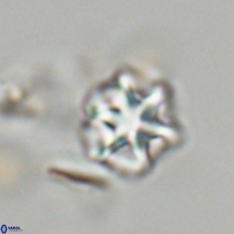 Olladiscoaster perplexus 32673