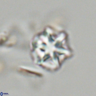 Olladiscoaster perplexus 32674