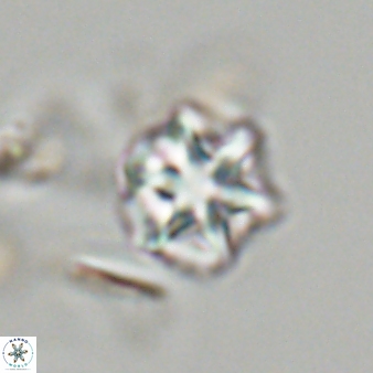 Olladiscoaster perplexus 32674