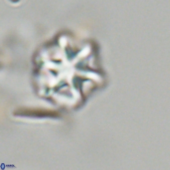 Olladiscoaster perplexus 32675